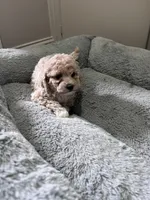 Kylo, a male Maltipoo and Poodle - Toy  for sale in Manteca, CA – 4 of 5