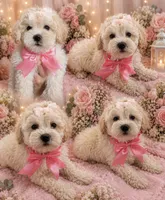 Zuri, a female Maltipoo and Poodle - Toy  for sale in Manteca, CA – 1 of 5