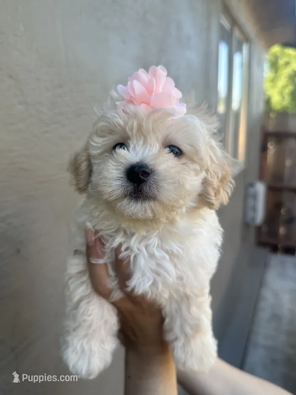 Teacup female 1 – Maltipoo, Poodle - Toy  puppy for sale in Manteca, CA