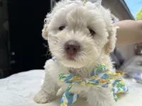 Princess , a female Maltipoo and Poodle - Toy  for sale in Manteca, CA – 3 of 8