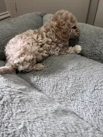 Kylo, a male Maltipoo and Poodle - Toy  for sale in Manteca, CA – 5 of 5