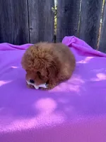 Peachy  , a female Maltipoo and Poodle - Toy  for sale in Manteca, CA – 3 of 8