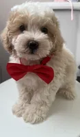 Gunter, a male Maltipoo and Poodle - Toy  for sale in Manteca, CA – 2 of 7