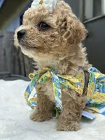 Nala, a female Maltipoo and Poodle - Toy  for sale in Manteca, CA – 10 of 10
