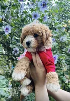 Nala , a female Maltipoo and Poodle - Toy  for sale in Manteca, CA – Photo 4 of 5