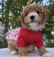 Nala , a female Maltipoo and Poodle - Toy  for sale in Manteca, CA – Photo 1 of 5