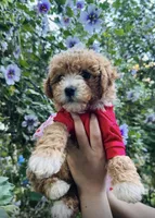 Nala , a female Maltipoo and Poodle - Toy  for sale in Manteca, CA – Photo 3 of 5