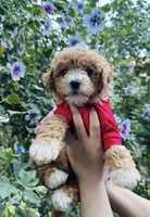 Nala , a female Maltipoo and Poodle - Toy  for sale in Manteca, CA – Photo 2 of 5