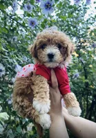 Nala , a female Maltipoo and Poodle - Toy  for sale in Manteca, CA – Photo 5 of 5