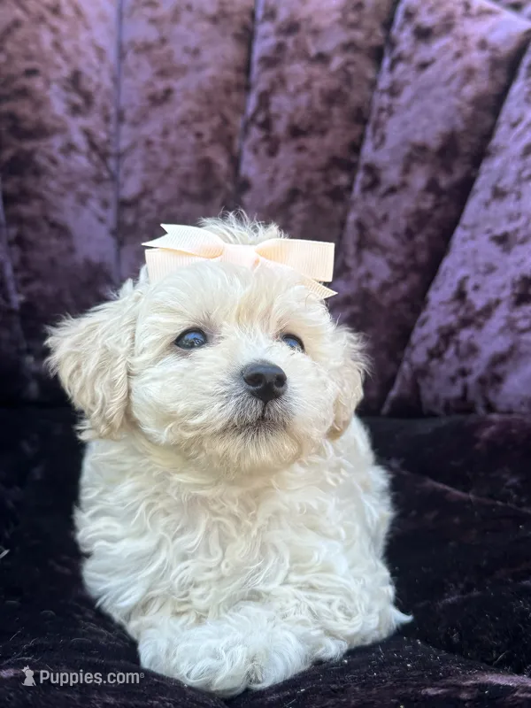 Teacup female 2 – Maltipoo, Poodle - Toy  puppy for sale in Manteca, CA
