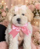 Zuri, a female Maltipoo and Poodle - Toy  for sale in Manteca, CA – 3 of 5