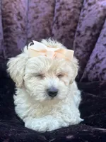 Teacup female 2, a female Maltipoo and Poodle - Toy  for sale in Manteca, CA – 7 of 7