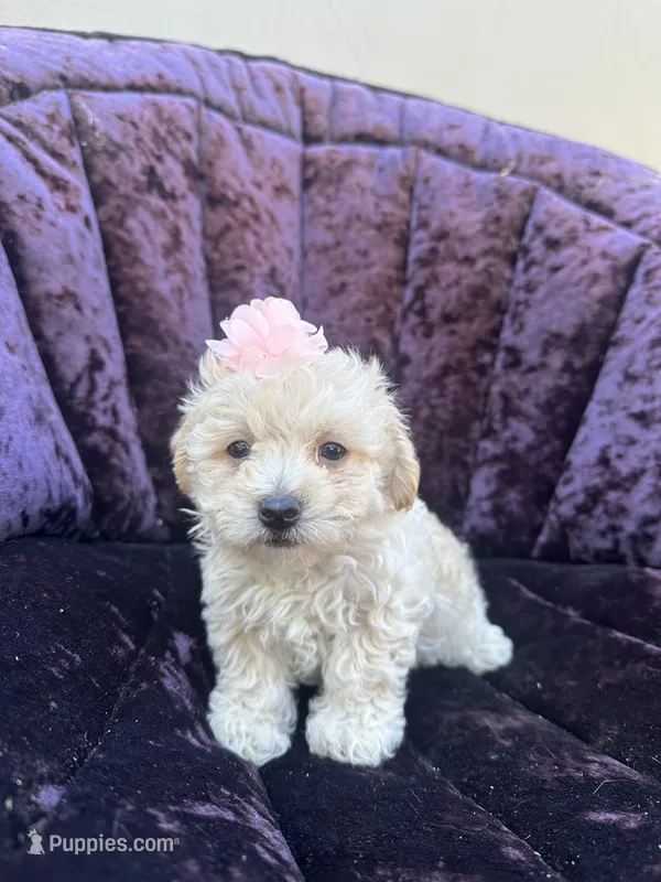 Teacup female 1 – Maltipoo, Poodle - Toy  puppy for sale in Manteca, CA