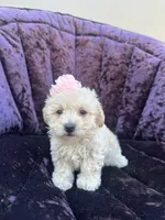 Teacup female 1, a female Maltipoo and Poodle - Toy  for sale in Manteca, CA – 2 of 7