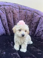 Teacup female 1, a female Maltipoo and Poodle - Toy  for sale in Manteca, CA – 6 of 7
