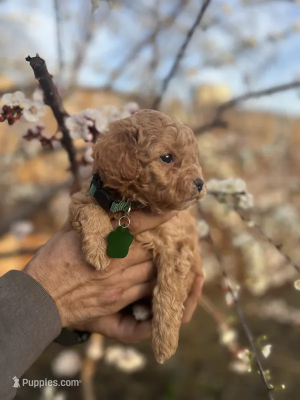 Cooper – Maltipoo, Poodle - Toy  puppy for sale in Manteca, CA