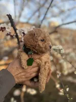Cooper, a male Maltipoo and Poodle - Toy  for sale in Manteca, CA – 1 of 5