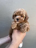 Teddy, a male Maltipoo and Poodle - Toy  for sale in Manteca, CA – 1 of 4