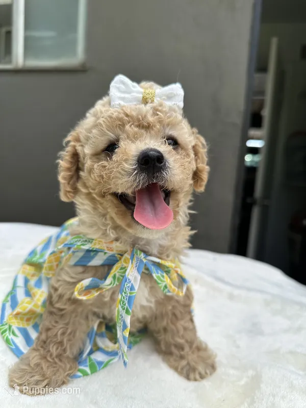 Nala – Maltipoo, Poodle - Toy  puppy for sale in Manteca, CA