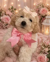 Nala, a female Maltipoo and Poodle - Toy  for sale in Manteca, CA – 3 of 4