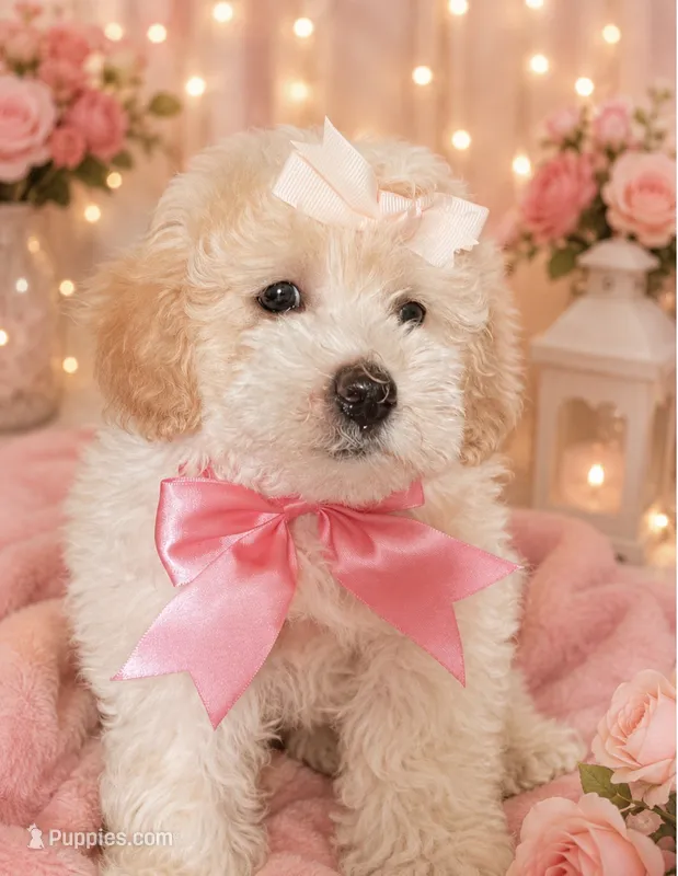 Nala – Maltipoo, Poodle - Toy  puppy for sale in Manteca, CA