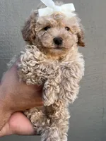 Peachy , a female Maltipoo and Poodle - Toy  for sale in Manteca, CA – 3 of 6