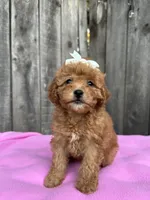 Lea , a female Maltipoo and Poodle - Toy  for sale in Manteca, CA – 2 of 4