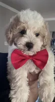 Chester , a male Poodle - Toy  for sale in Manteca, CA – 4 of 5