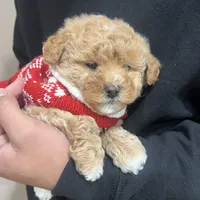 Cookie, a female Maltipoo and Poodle - Toy  for sale in Manteca, CA – Photo 3 of 6