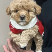 Cookie, a female Maltipoo and Poodle - Toy  for sale in Manteca, CA – Photo 2 of 6