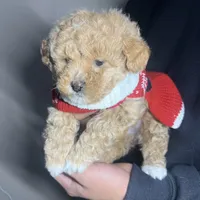 Cookie, a female Maltipoo and Poodle - Toy  for sale in Manteca, CA – Photo 4 of 6