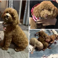Cookie, a female Maltipoo and Poodle - Toy  for sale in Manteca, CA – Photo 5 of 6