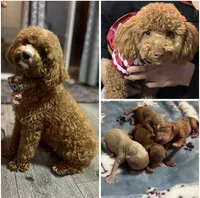 processed/a45a337c-74cd-42bf-a916-d1692b45e1db/listing/fcab61f1-bd89-46de-9cfc-5104d0a3a2e8/56aac129-b5f7-42c6-99f5-754c0fd8f0fb