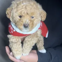 Cookie, a female Maltipoo and Poodle - Toy  for sale in Manteca, CA – Photo 6 of 6