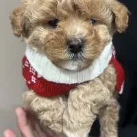 Cookie, a female Maltipoo and Poodle - Toy  for sale in Manteca, CA – Photo 1 of 6