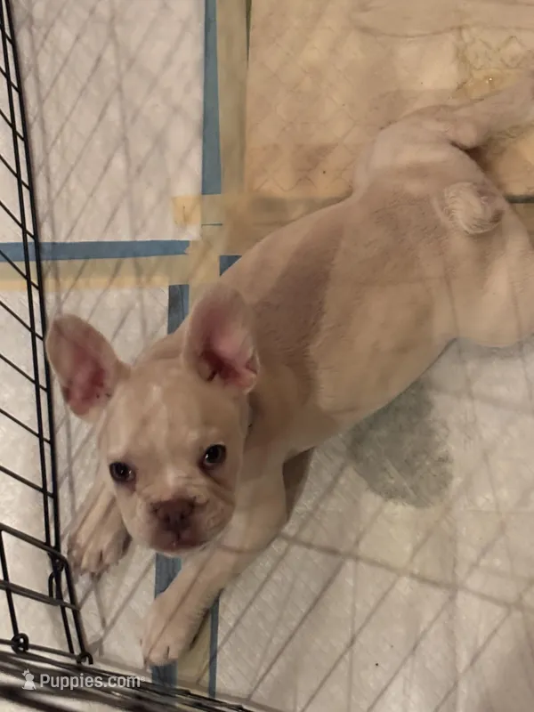 Maggie May – French Bulldog puppy for sale in Sparks, NV