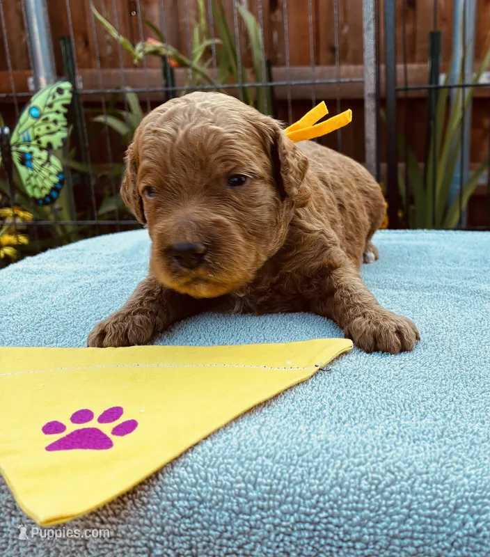 Yellow collar mini Goldendoodle  – Miniature Goldendoodle puppy for sale in The Colony, TX