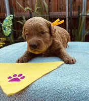 Yellow collar mini Goldendoodle , a male Miniature Goldendoodle for sale in The Colony, TX – 1 of 3