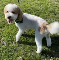 Jose Quervo Tequila , a male Poodle - Miniature  for sale in The Colony, TX – 2 of 3