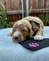 Black collar mini Goldendoodle , a male Miniature Goldendoodle for sale in The Colony, TX – 1 of 4