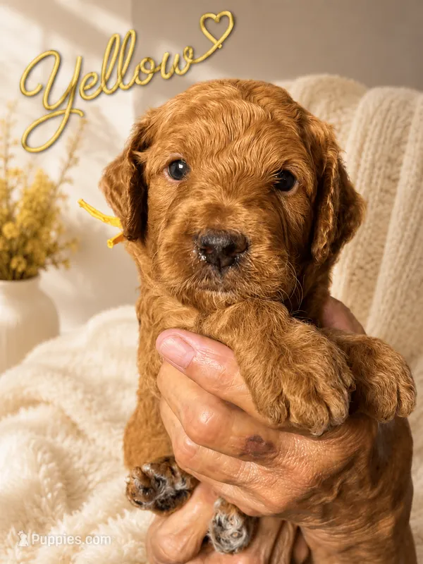 Yellow collar mini Goldendoodle  – Miniature Goldendoodle puppy for sale in The Colony, TX