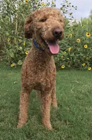 Black collar mini Goldendoodle , a male Miniature Goldendoodle for sale in The Colony, TX – 4 of 4