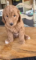 Black collar, a male Miniature Goldendoodle for sale in The Colony, TX – 1 of 1
