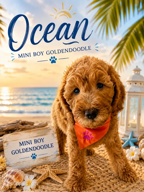 Ocean – Miniature Goldendoodle puppy for sale in The Colony, TX