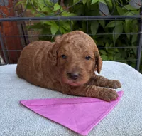 Darla Intact, a female Poodle - Miniature  for sale in The Colony, TX – 5 of 8