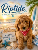 Riptide, a male Miniature Goldendoodle for sale in The Colony, TX – 1 of 2