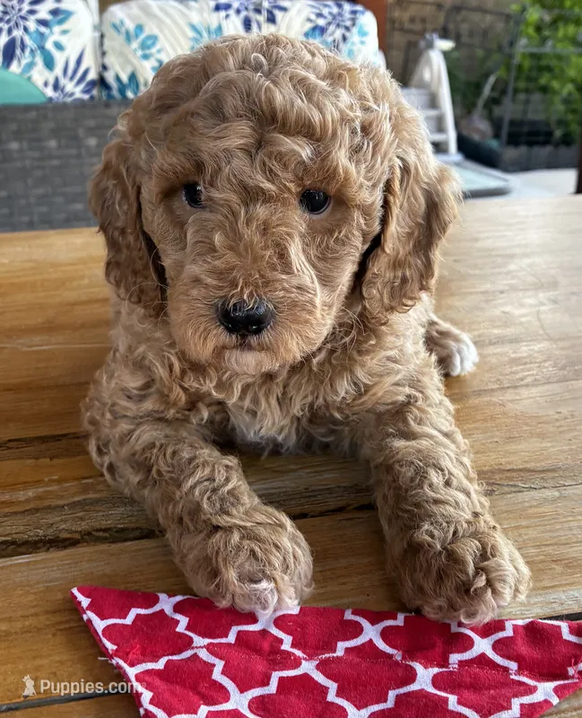 Red collar – Miniature Goldendoodle puppy for sale in The Colony, TX