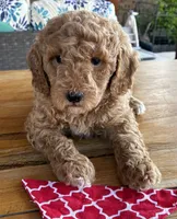 Red collar, a male Miniature Goldendoodle for sale in The Colony, TX – 1 of 1