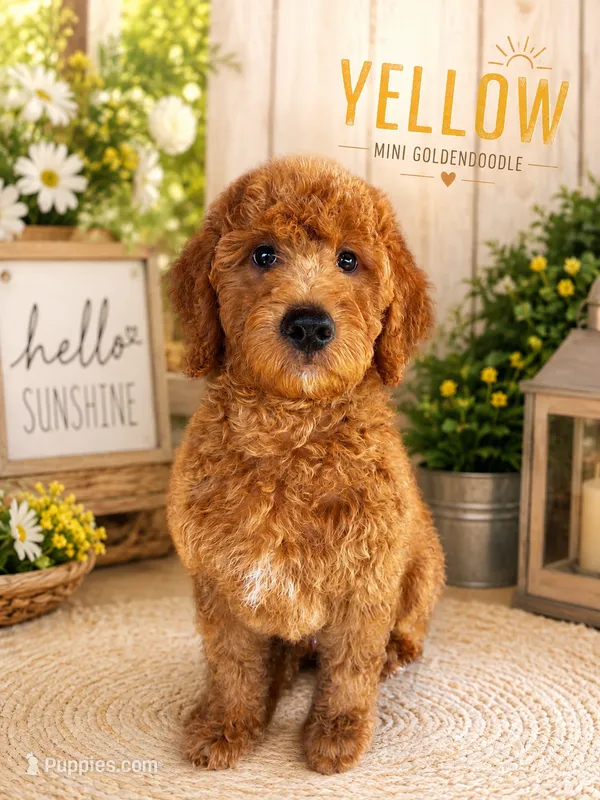 Yellow – Goldendoodle puppy for sale in The Colony, TX