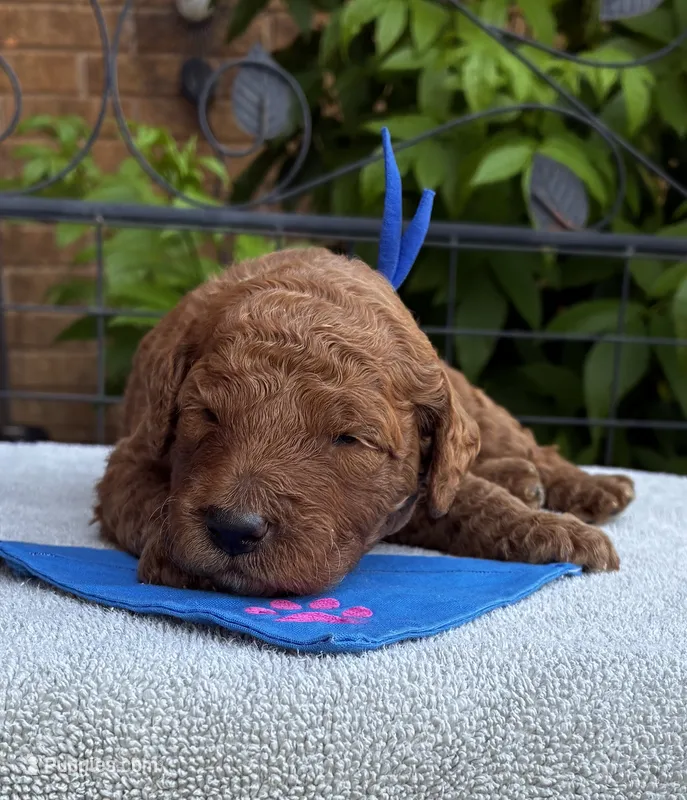Blue collar mini Goldendoodle  – Miniature Goldendoodle puppy for sale in The Colony, TX